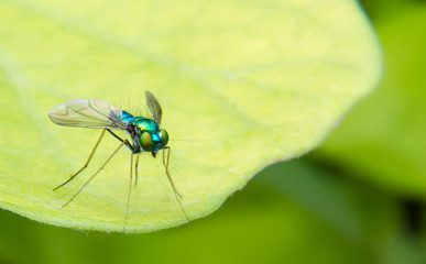 Long Legged Chrome Blue Green Fly