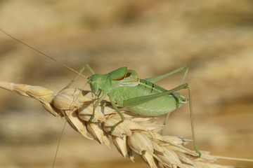 Isophya. Grasshopper is an isophy on a wheat spikelet.