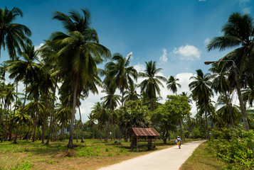 Fototapeta na wymiar Walking in a coconut field