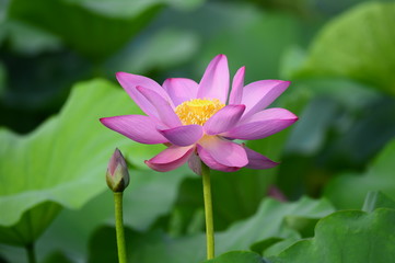 Fototapeta premium lotus
