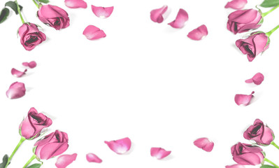 Pink rose with leaves isolated on white background for romantic event.(vintage effect)