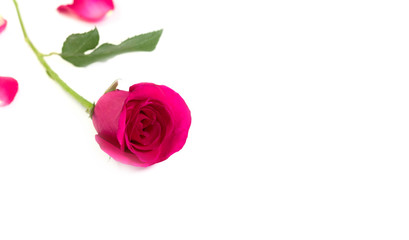 Pink rose with leaves isolated on white background for romantic event.(vintage effect)