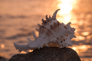 Beautiful shell in stone