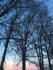 Barren Winter Branches I