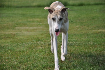 Fototapeta premium ウィペット（whippet）
