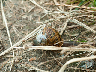 Garden Snail (Cornu aspersa) Overhead with Shell
