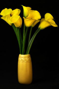 Calla Lillies In A Vase