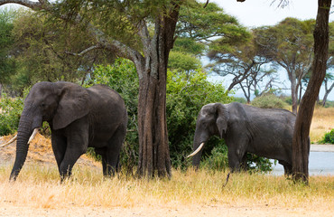 Elephants Tarangaire, Tanzania