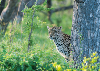 Leopard peering from behind tree