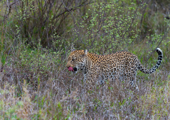 Leopard in bush