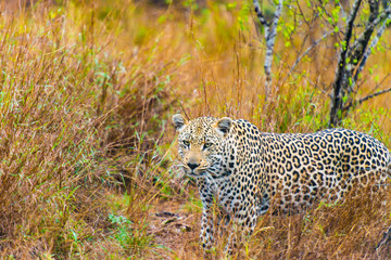 Fototapeta premium Leopard in bush