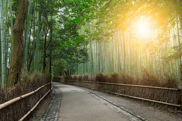 Fototapeta premium Bamboo forest and sunshine