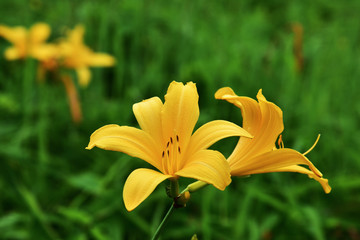 ニッコウキスゲ