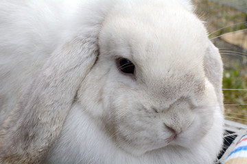Close up portrait of mixed breed rabbit