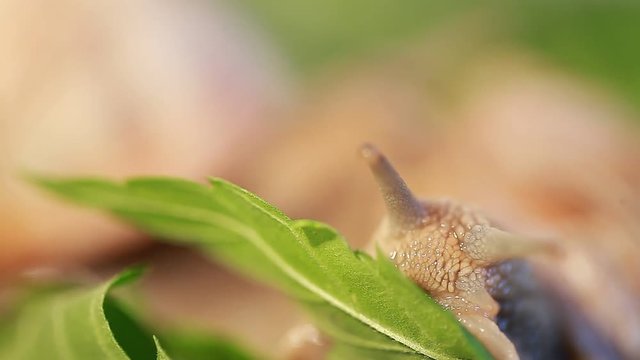 Video grape snail on leaves Cannabis