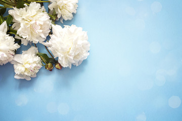 Blue background with white peonies and copy space.