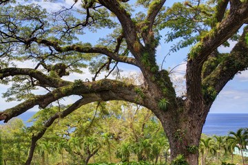 Tropical tree with ferns