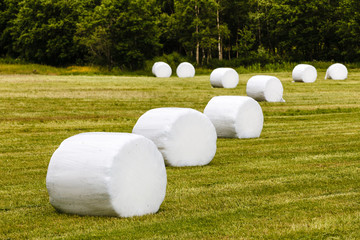 Bale of hay wrapped in plastic foil - obrazy, fototapety, plakaty