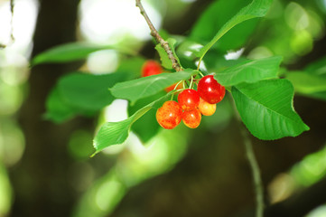 ripe red cherry on the tree