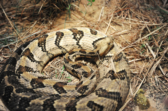 close up on wild snake