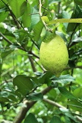 lemons tree