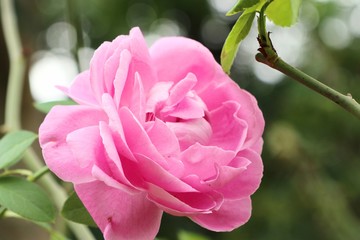 The rose in natural