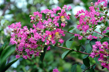 夏の花サルスベリ