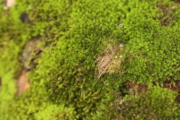 Green moss