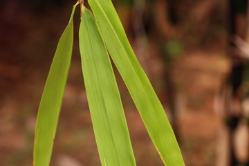 Obraz premium bamboo