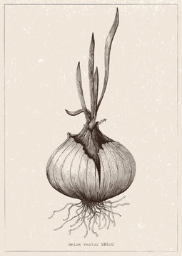 Botanical of onion hand drawing antique illustration on vintage background
