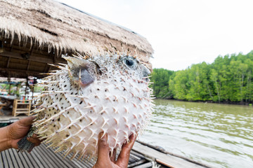 inflated puffer fish on hand,fish show