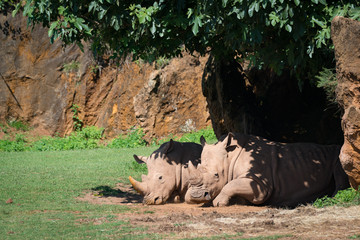 White rhinoceros dozing in shade of tree