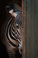 Grevy zebra peeping from behind barn door