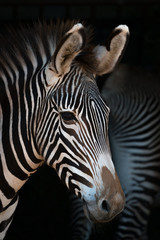 Close-up of Grevy zebra with another behind