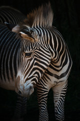 Close-up of Grevy zebra turning head right