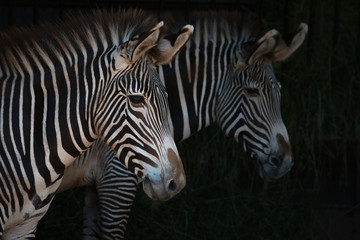 Close-up of pair of Grevy zebra heads