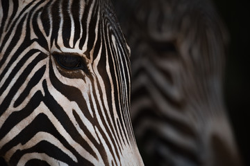Fototapeta na wymiar Close-up of Grevy zebra heads from side