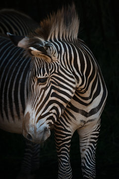 Fototapeta Close-up of Grevy zebra turning head right