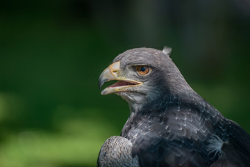 Close-up of black-chested buzzard-eagle half in sun