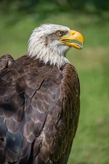 Foto op Plexiglas Close-up of bald eagle with beak open © Nick Dale