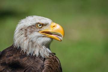 Obraz premium Close-up of bald eagle with open beak