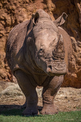 Fototapeta premium White rhinoceros standing by cliff on grass