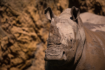 Obraz premium Close-up of muddy white rhinoceros by cliff