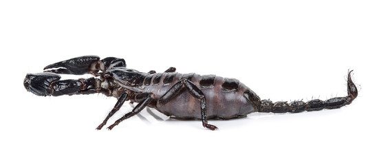 Scorpion isolated on the white background