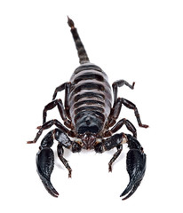 Scorpion isolated on the white background