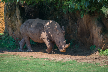 Muddy white rhinoceros walks under shady tree