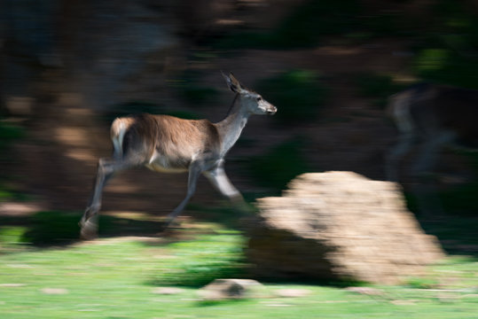 Slow pan of deer running past rock