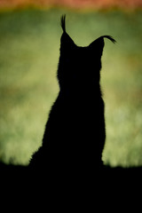 Silhouette of lynx with sunny grass behind
