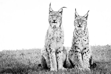 Two lynx sitting on grass in mono