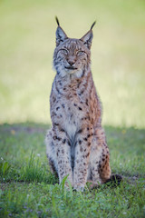 Naklejka premium Lynx sits on grass looking at camera